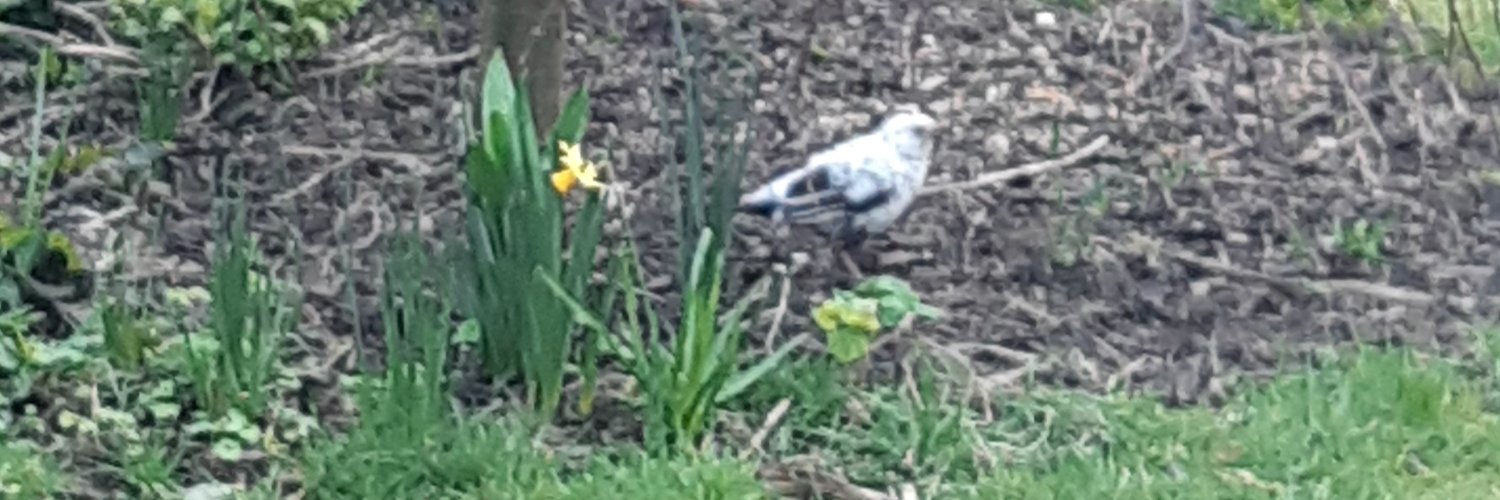 Susan Zappala banner