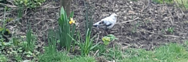 SZEcotox Profile Banner