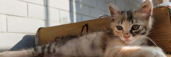 Franci_Deng Profile Banner