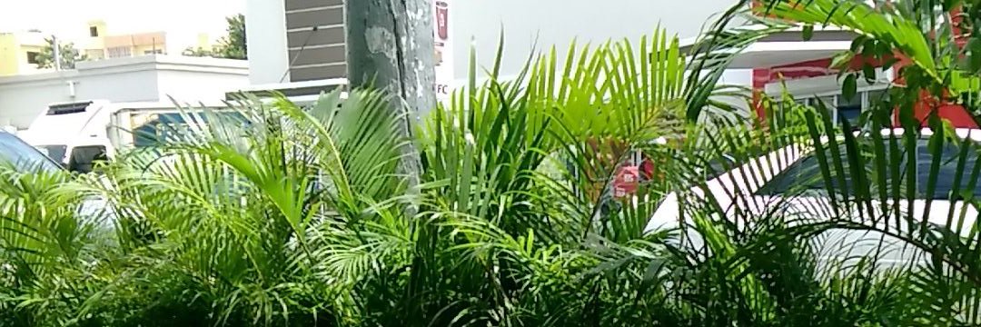 augusto socias banner