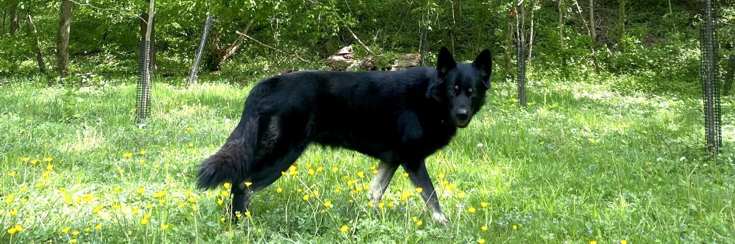 Motaz Ghozlan banner