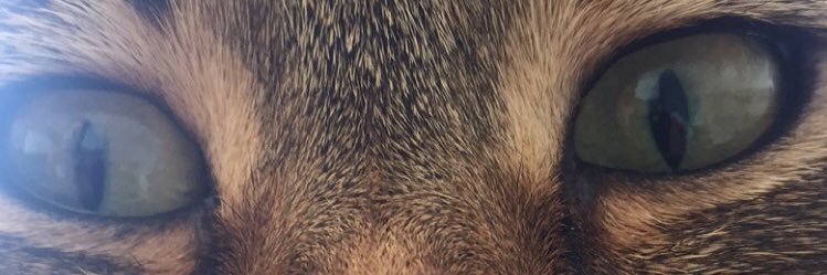 DULK🦉 banner