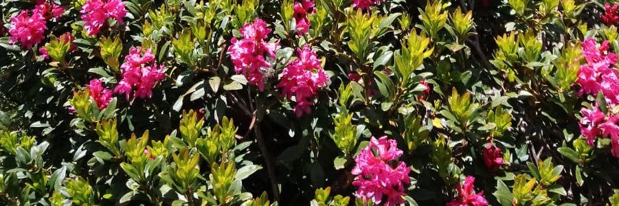 Pyrénées protégées banner