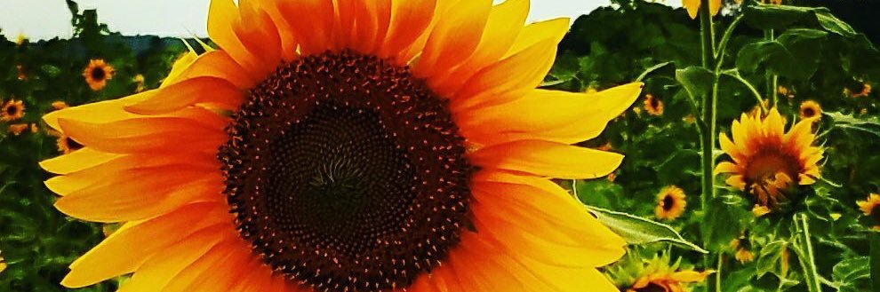 rosesranch's profile banner image