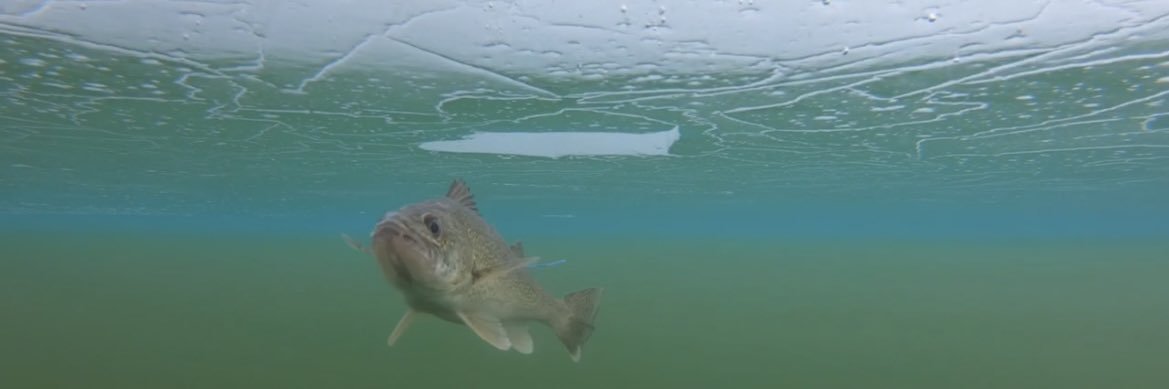 Michelle Foley (Chupik) banner