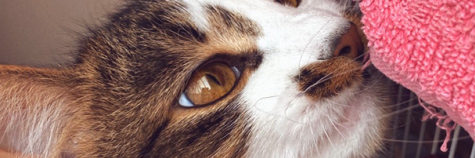 Pheebs_D's profile banner image