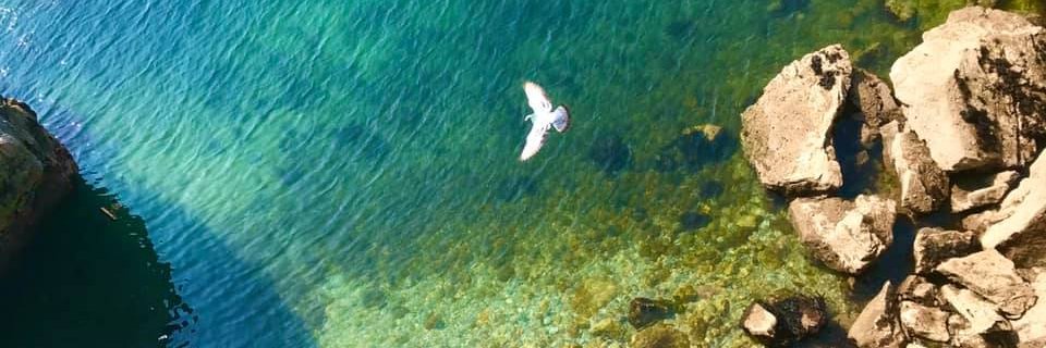 Anastasios Plessas banner