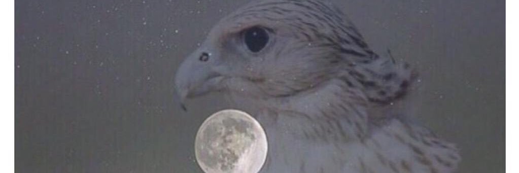 فهد الشمري 🇸🇦 banner