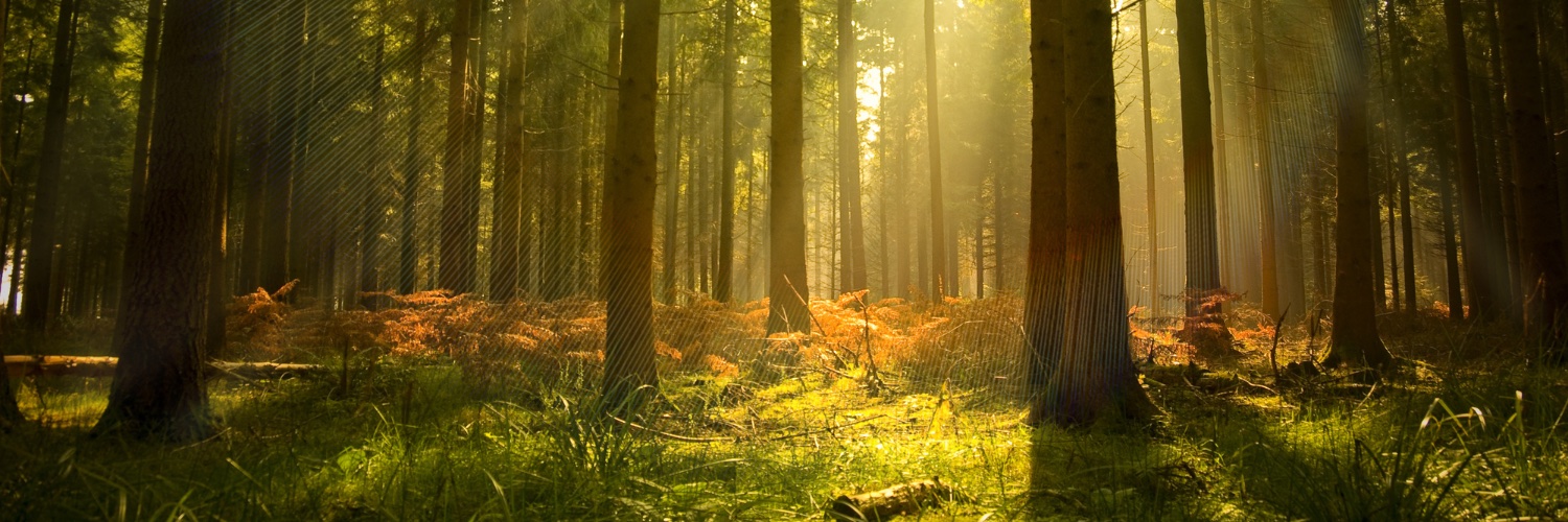 Remi Rasenberg banner