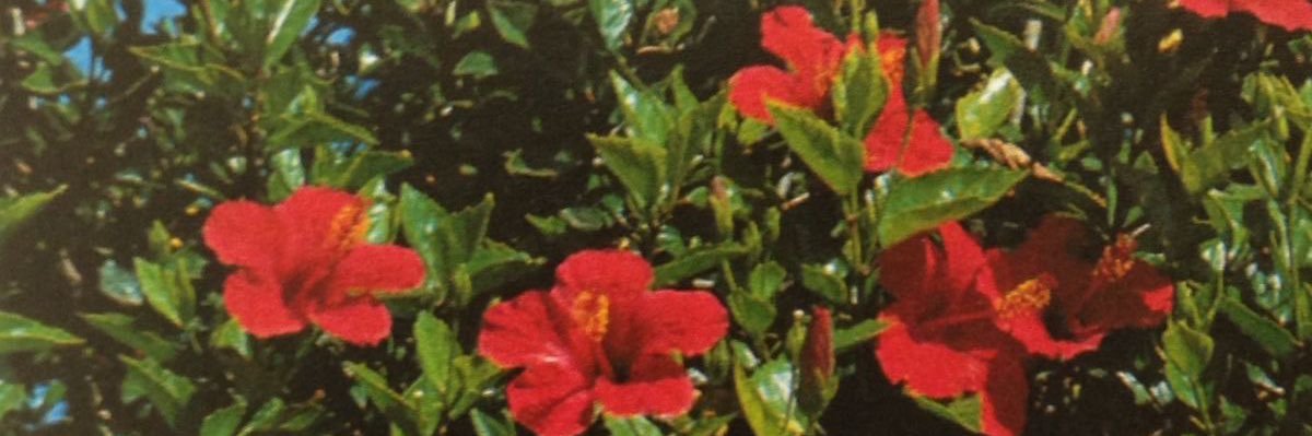 diya's banner