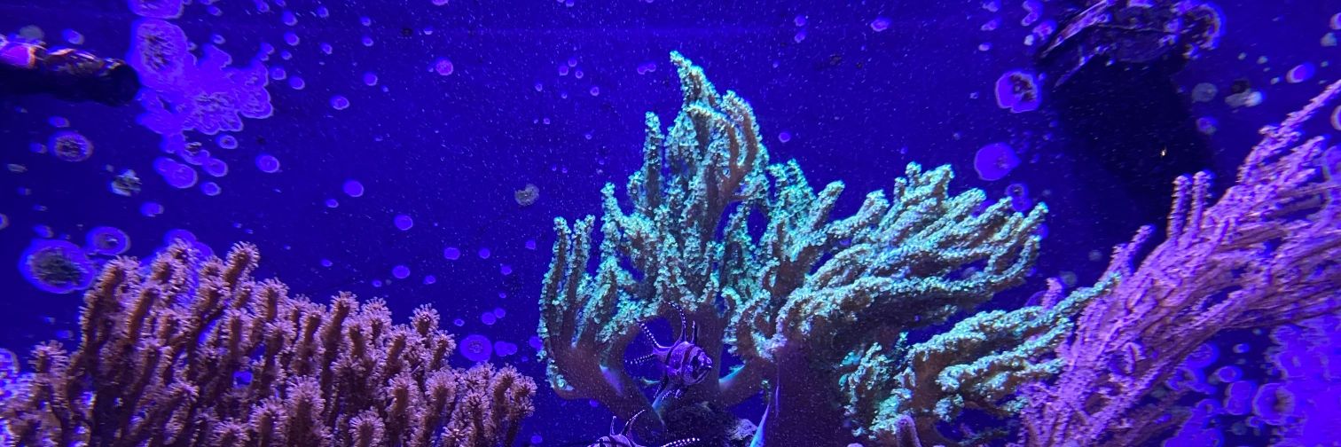roxivibes's profile banner image