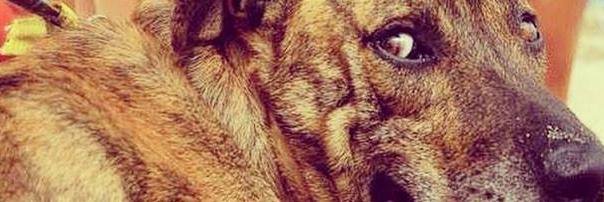Will_SPCOL's profile banner image