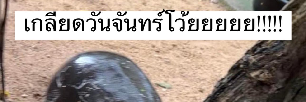อึ่งไข่ banner