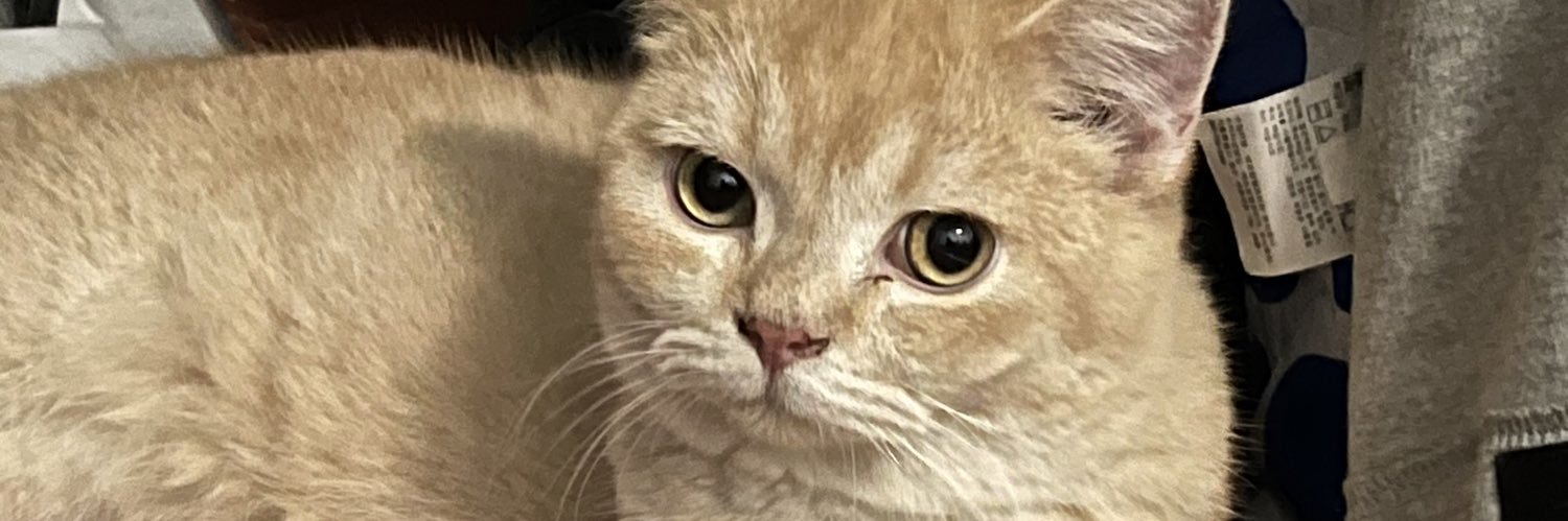 brattyneil's profile banner image