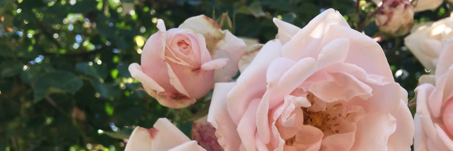 noellepons's profile banner image