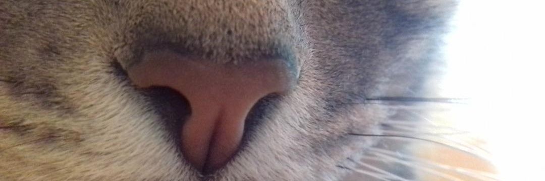 NattaliaRodrigz's profile banner image