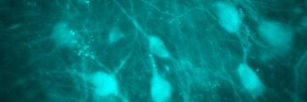 WhoIsMarkRossi Profile Banner