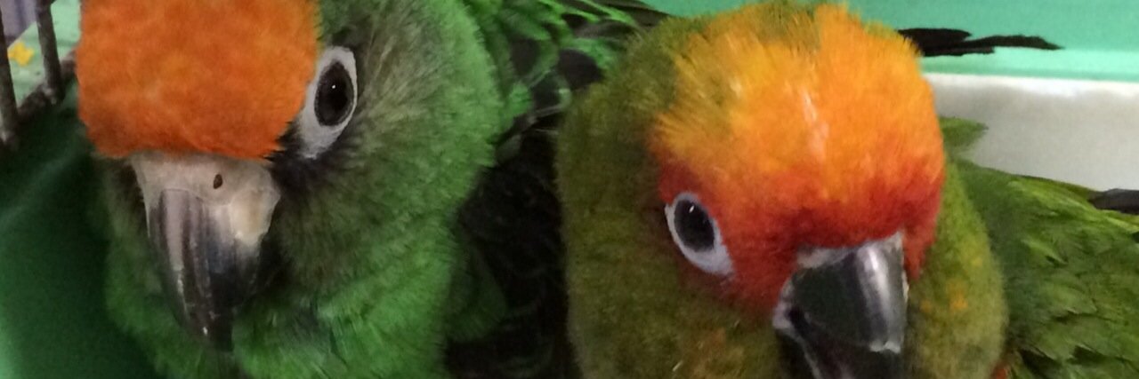 HIIIINA banner