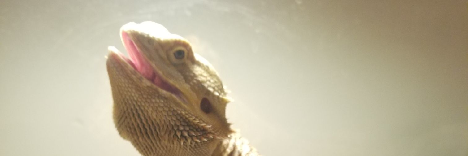 polisci4411's profile banner image