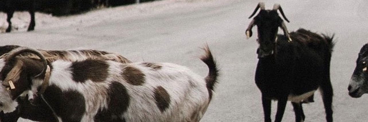 realronnyb's profile banner image