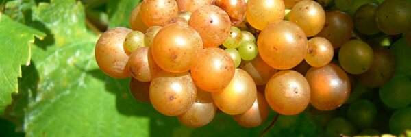 yearlstone Profile Banner