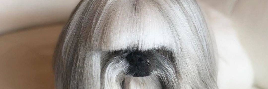 mochamad irvan purnomo sidik banner