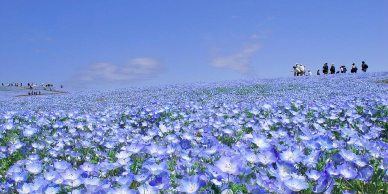 松澤ネキ／松澤千晶 banner