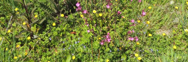 RewildRoborough Profile Banner