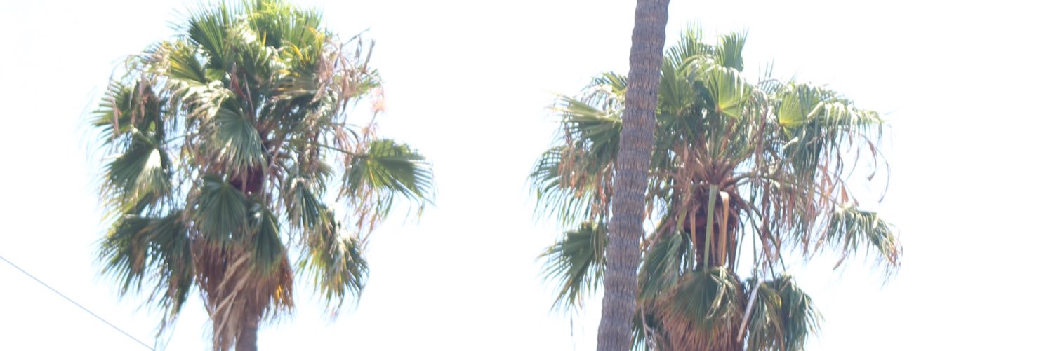 karleeszeliga's profile banner image