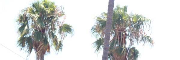 karleeszeliga Profile Banner