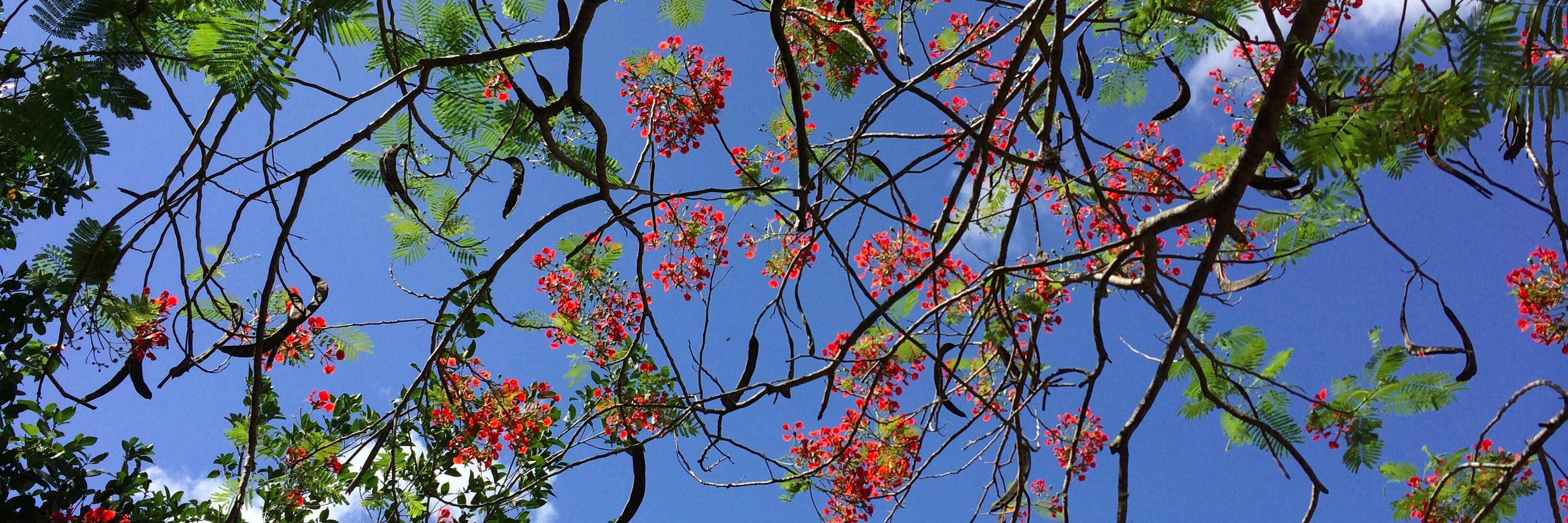 AnneAlberhasky's profile banner image