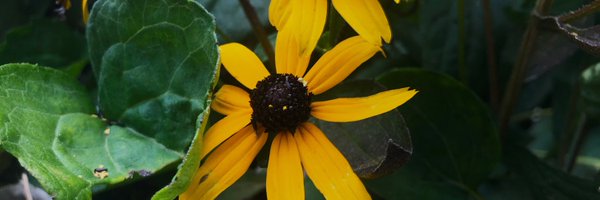 CFreeChem Profile Banner