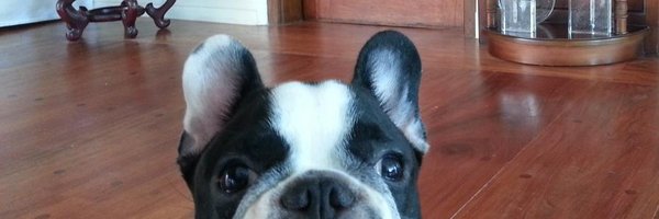 mikkicrisostomo Profile Banner