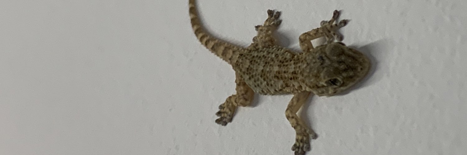 SureGecko's profile banner image