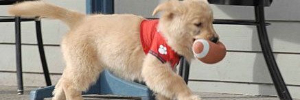 LittleChavo🎸 banner