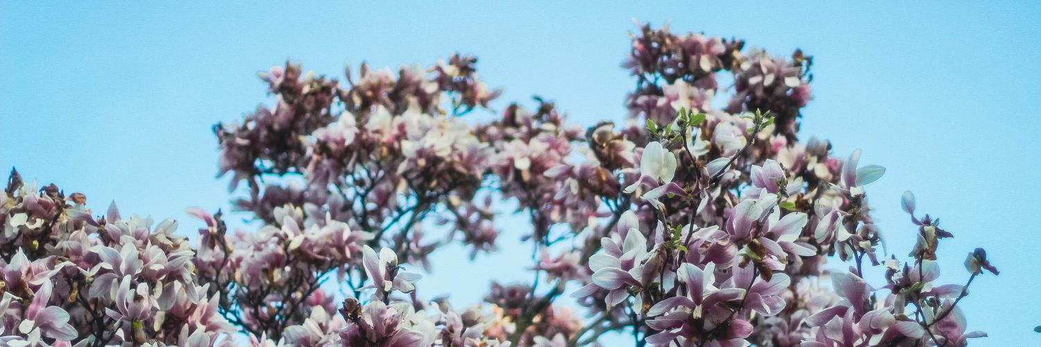 thatfina's profile banner image
