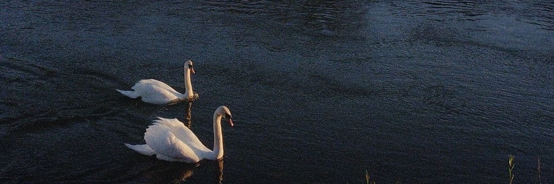 ii_z44's profile banner image