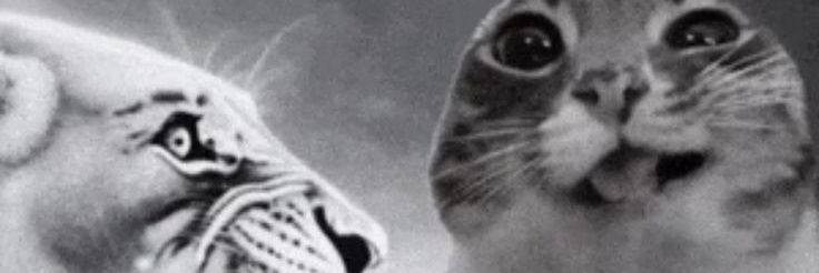 CEO MBG (Cuci Elap Ompreng) banner