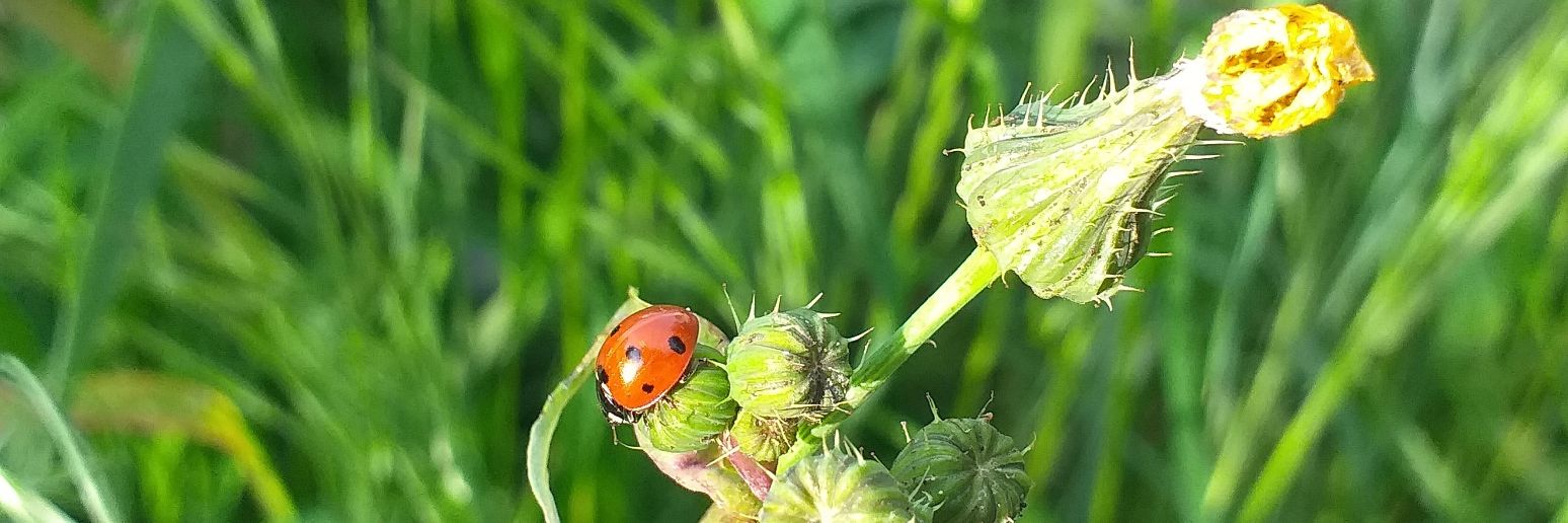 Mirla Alcalde banner