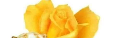 ObamaGuyRoger6's profile banner image