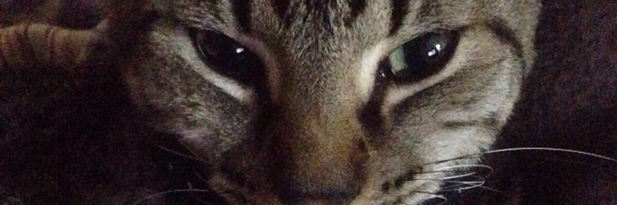nataliagaraven's profile banner image