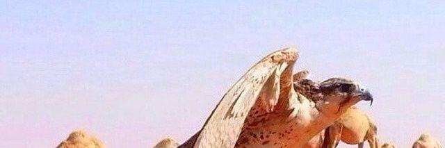 Nasser2013_503's profile banner image