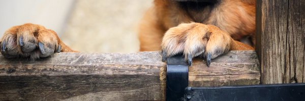 SkyDivingGecko Profile Banner