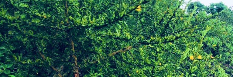 Jä banner