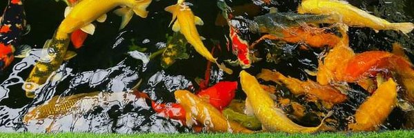 VipTrade5310 Profile Banner