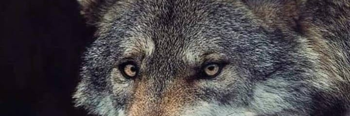 MTobiczyk's profile banner image