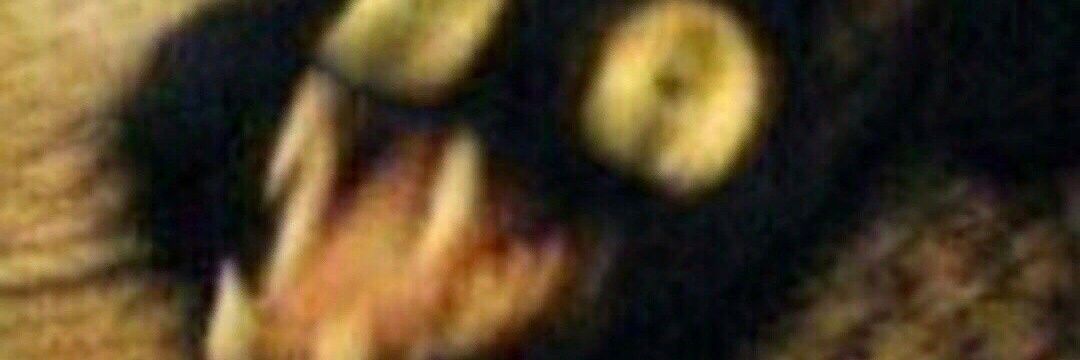 FantazyorF's profile banner image