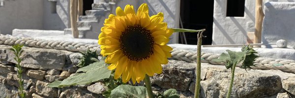 IslandBiJu Profile Banner