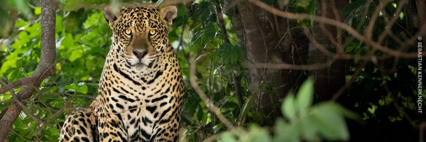PantheraCats Profile Banner