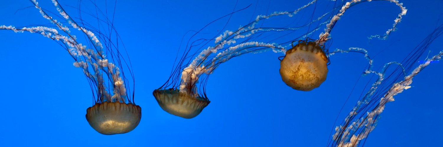 MeganPhilippi's profile banner image